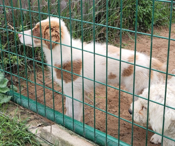 Australian Shepherd Dog puppy for sale + 63662