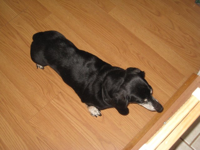 Dachshund For Sale Alabama / Dachshund Puppies in Alabama  Find