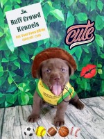 Blockhead English Labrador Retriever Puppies Purebred Labrador Retriever for sale/adoption