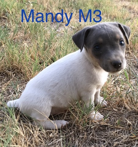 Rat Terrier puppy for sale + 58735