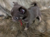 Long Coat Apple Head Chihuahua  Female  Ruby Chihuahua for sale/adoption