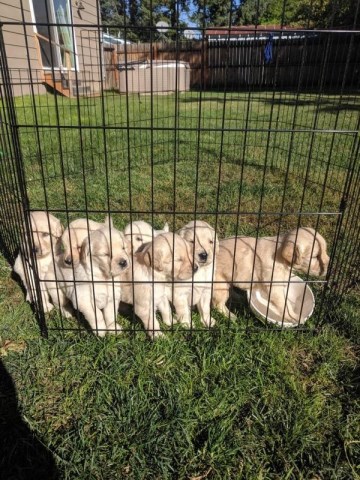 AKC Golden Retreiver Puppies Sandpoint, ID