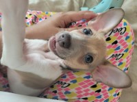 Rat Terrier Male Puppy Rat Terrier for sale/adoption