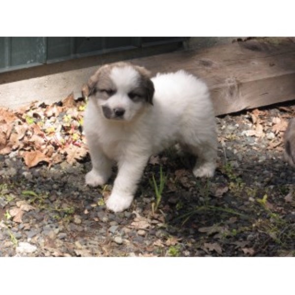 Great Pyrenees puppy for sale + 45602