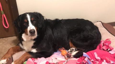 Bernese Mountain Dog puppy for sale + 51199