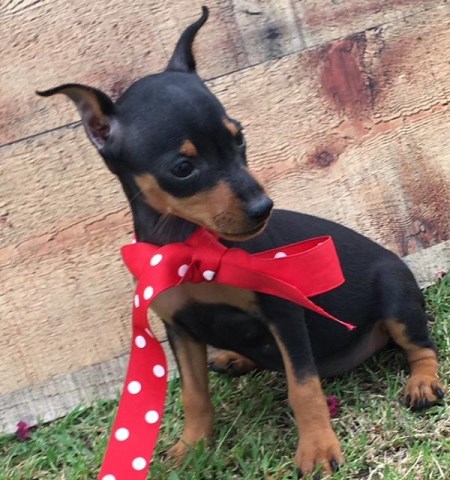 Miniature Pinscher puppy for sale + 54145