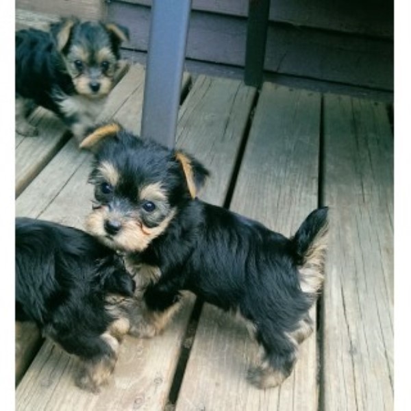 Yorkshire Terrier puppy dog for sale in Barre, Vermont