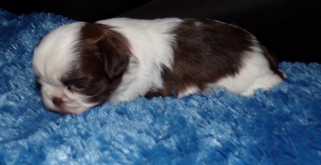 Shih Tzu puppy for sale + 65877