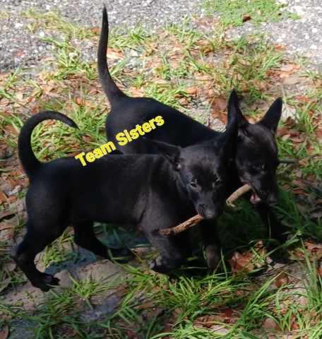 Belgian Malinois Dutch Shepherd Puppies