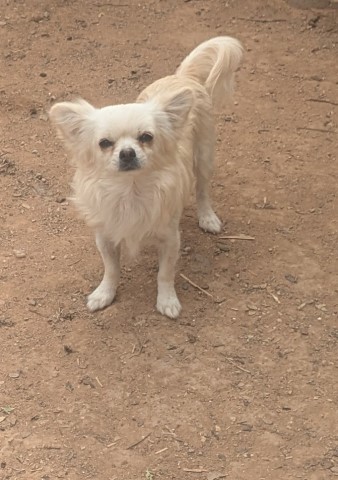 Adult Female AKC Chihuahua