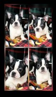 Ckc Boston Terrier puppies Boston Terrier for sale/adoption