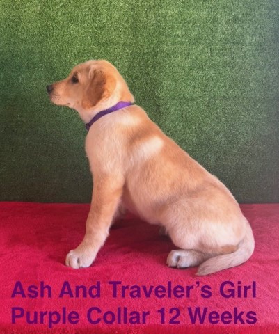 Labrador Retriever puppy for sale + 66481