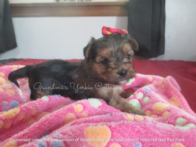 Yorkshire Terrier puppy for sale + 64253