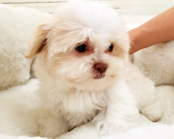 Malshi Puppy - Female - Maise ($1,299)