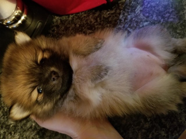 Pomeranian puppy for sale + 59443