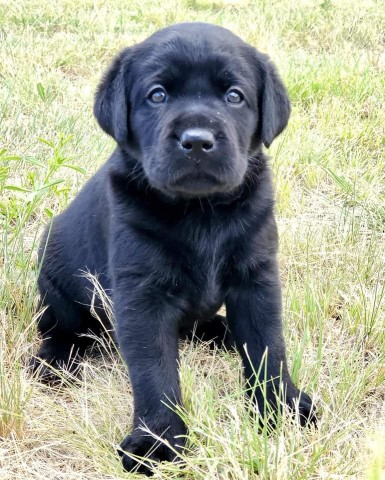 BLACK BABY BOY READY 2/4 ALL COLORS READY FEB-JUNE!