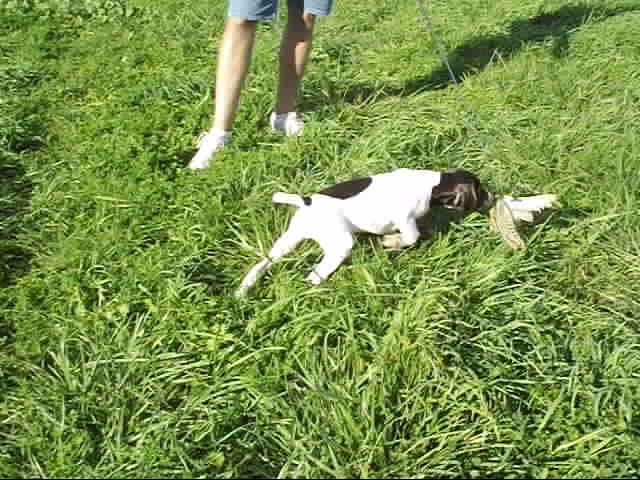 German Shorthaired Pointer puppy for sale + 54211