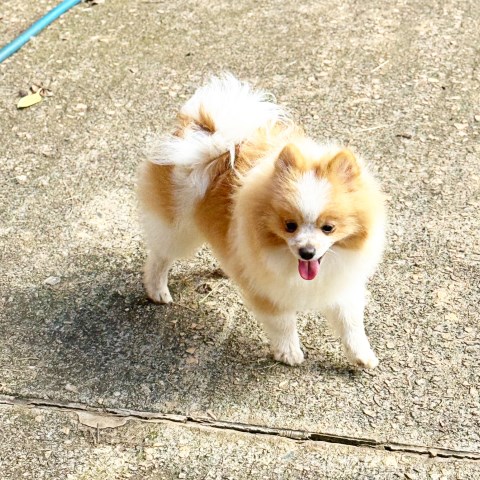 Pomeranian puppy for sale + 66256