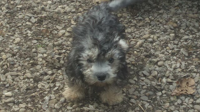 Dandie Dinmont Terrier puppy for sale + 54800