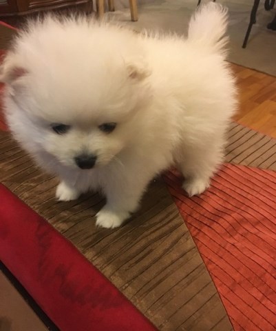 Pomeranian puppy for sale + 50745