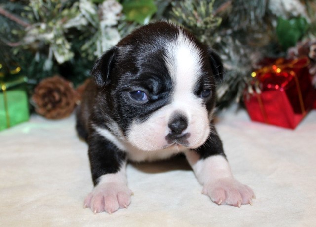 Boston Terrier Puppies, AKC Registered, Great Christmas Gift!!