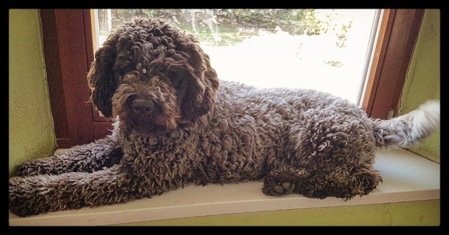 Poodle Standard puppy for sale + 66049