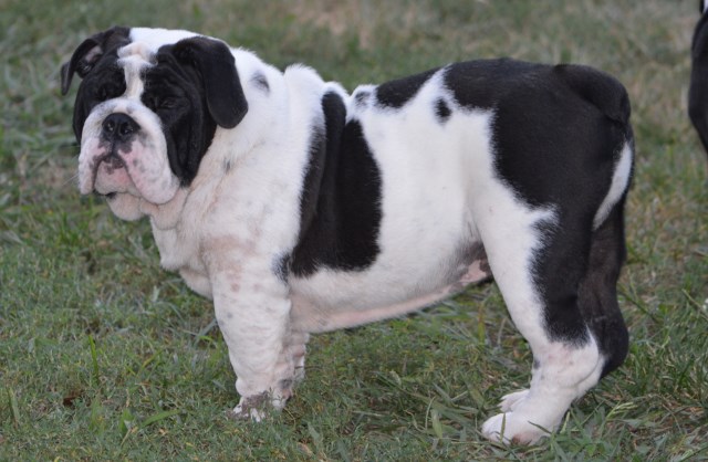 English Bulldog puppy for sale + 47348