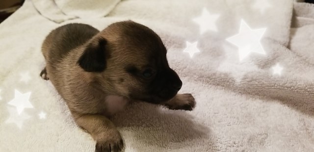 Chihuahua puppy for sale + 54820