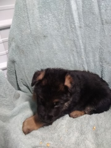 German Shepherd Dog puppy for sale + 66443