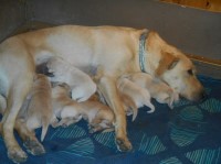 Yellow Labs ready to re-home Mid-July Labrador Retriever for sale/adoption