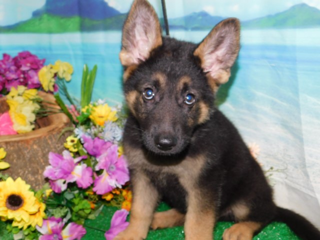 Big, Impressive German Shepherd Babies. Financing.