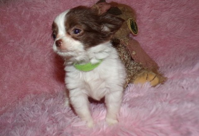 Chihuahua puppy for sale + 66540