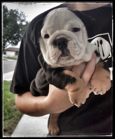 English Bulldog puppy for sale + 49875