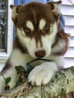 AKC DK Copper F Siberian Husky for sale/adoption