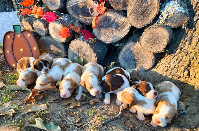 Akc registered American Brittany Spaniels