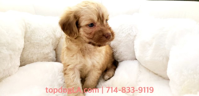 Cockapoo puppy for sale + 52996