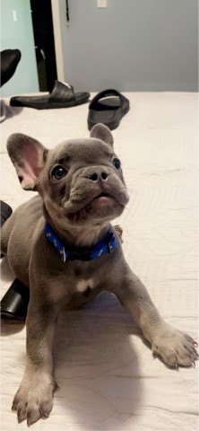 Blue tri French Bulldog