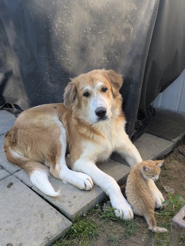 Great Pyrenees/Golden Retriever mix Male