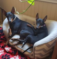 Manchester Terrier thumbnail