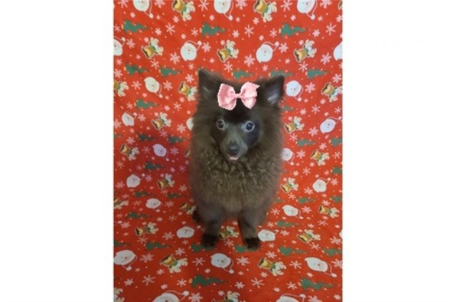 Pomeranian puppy for sale + 62520