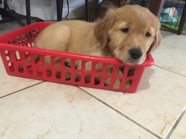 Golden Retriever puppy for sale + 60806