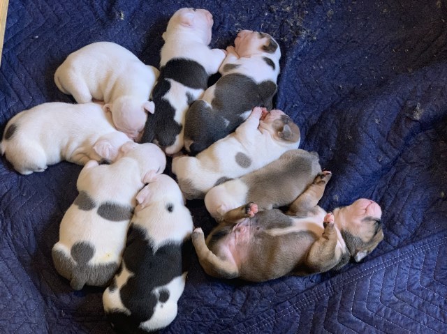 American Bulldog puppy for sale + 58977