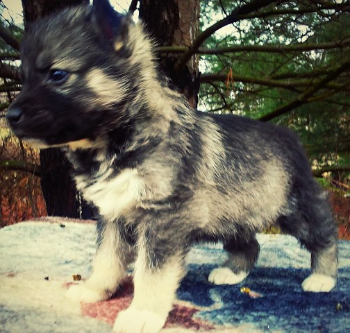 Siberian Husky puppy for sale + 48294