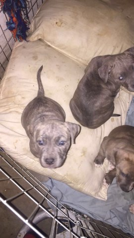 American Pit Bull Terrier puppy for sale + 47589