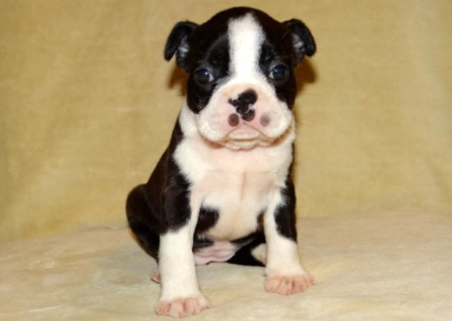 Boston Terrier puppy for sale + 52771