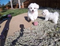 Christmas male and female Maltese Puppies Available Maltese for sale/adoption