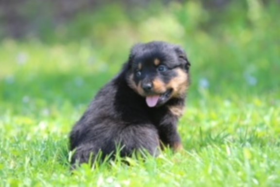rottweiler - German Bloodline and IPO Trained Line
