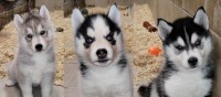 AKC Siberian Husky Champion  lines Siberian Husky for sale/adoption