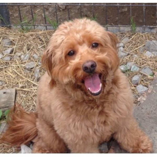 Goldendoodle puppy for sale + 46623