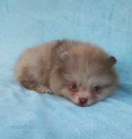 Last Puppy Listed